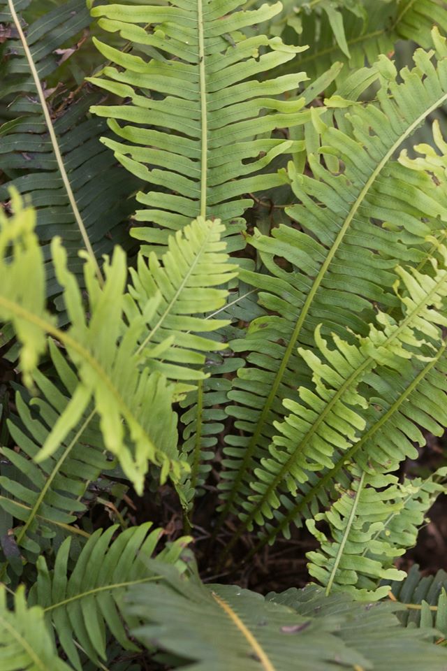 Centennial Glen Ferns, Neil Monteith