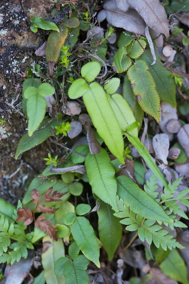 Centennial Glen Ferns, Neil Monteith