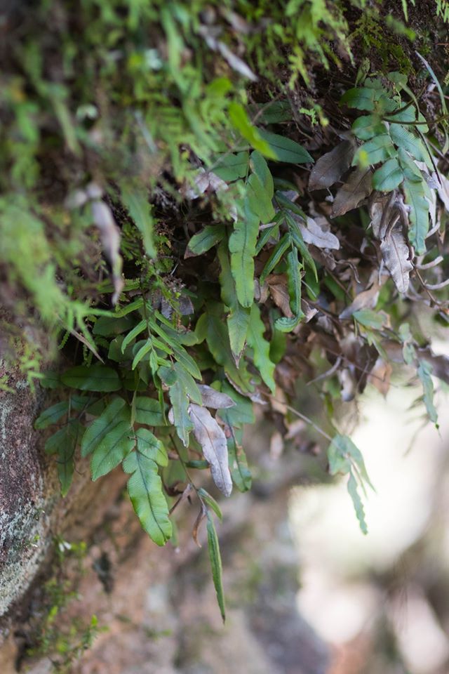Centennial Glen Ferns, Neil Monteith