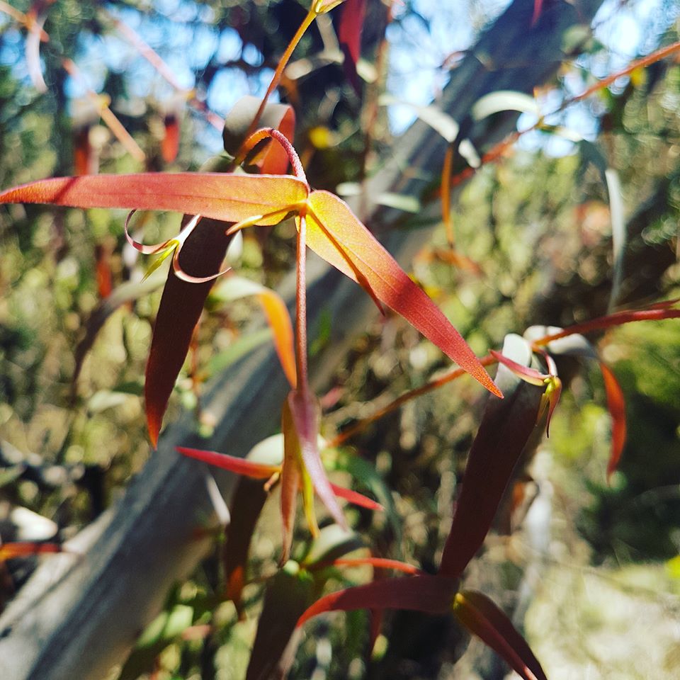 Centennial Glen Flora, Veronika Ebbelaar